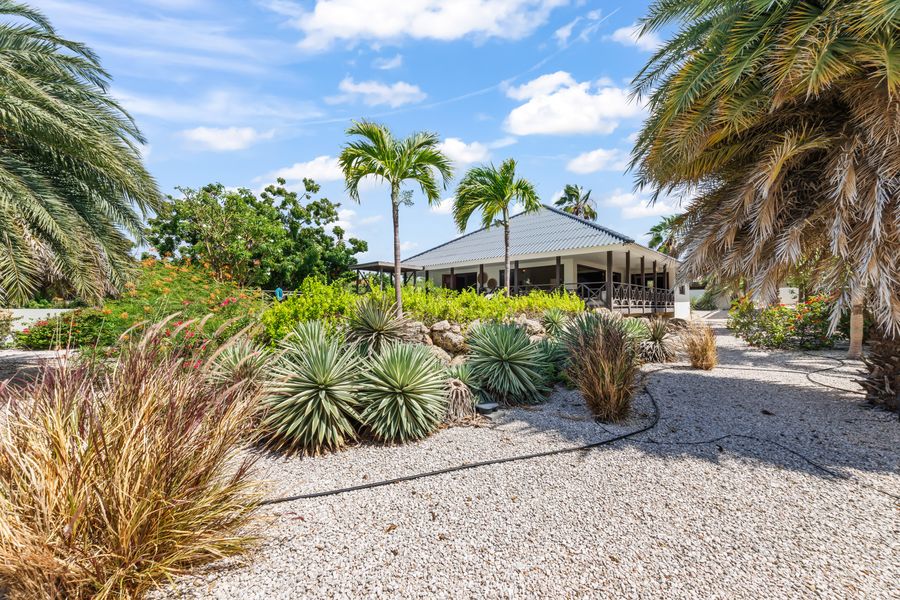 The garden with agaves and palms